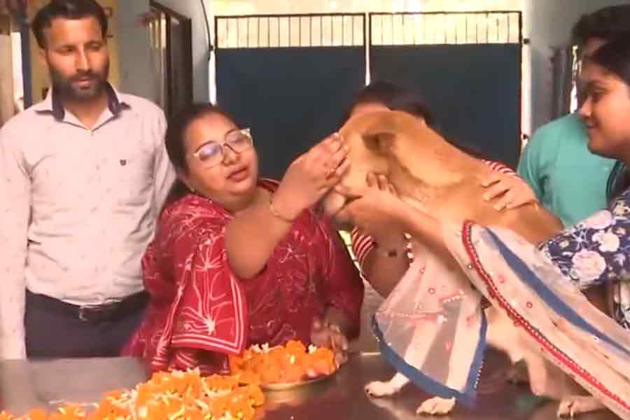 West Bengal People celebrated 'Kukur Tihar' at a stray