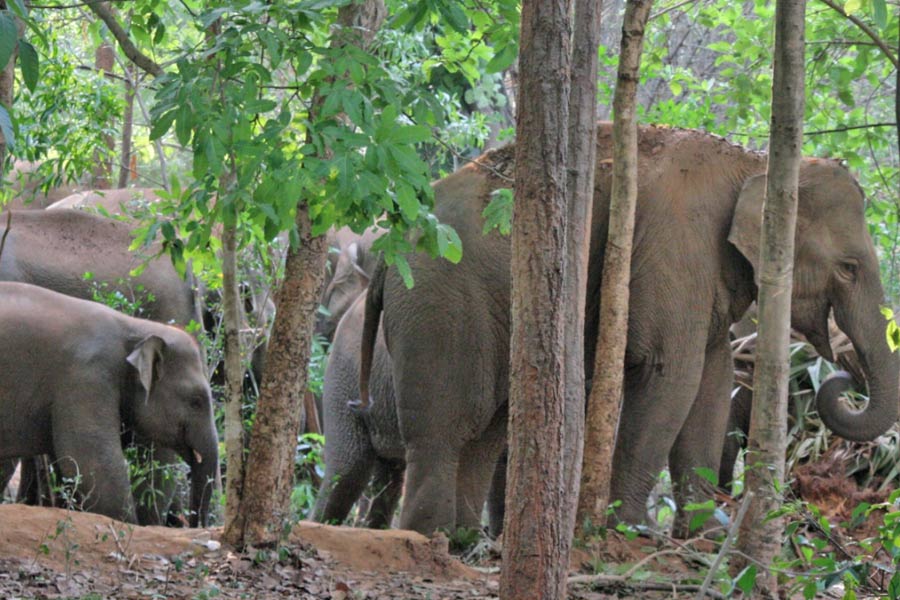 Trekking into the jungle prohibited temporarily as there are 43 elephants roaming in Purulia belt