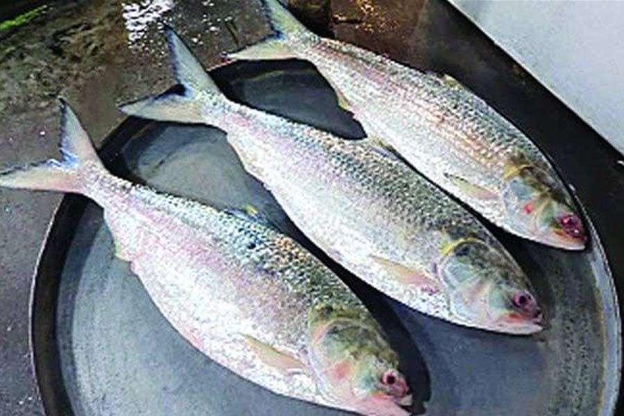 Offbeat News: Hilsa fishes of Padma River sold with Rs.26000 as record