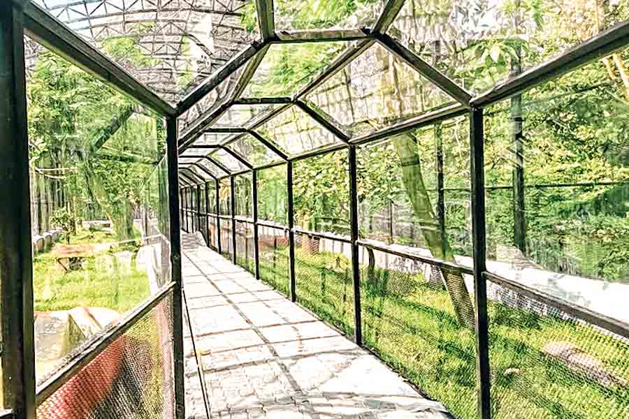 Visitors allowed to enter Alipore Zoo cage