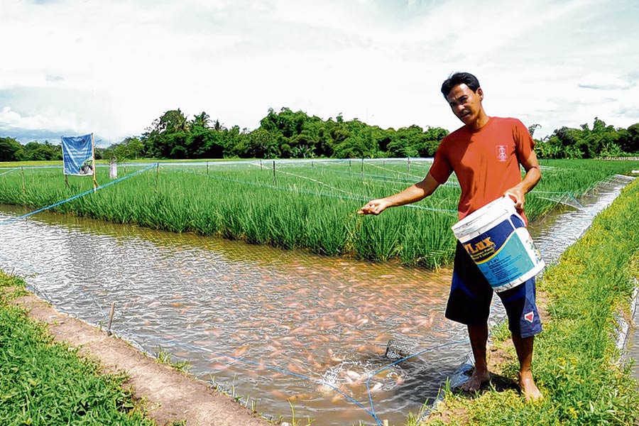 Agriculture News: You can get double profit to cultivate fishes into the paddy field