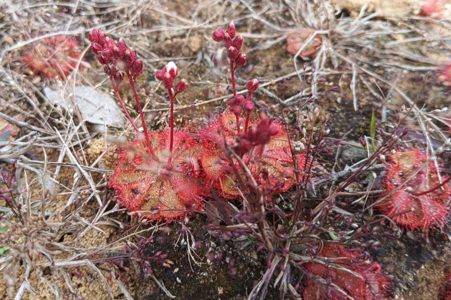 Rare drosera, flesh eating plant in Amazon found in Sonamukhi, Bankura
