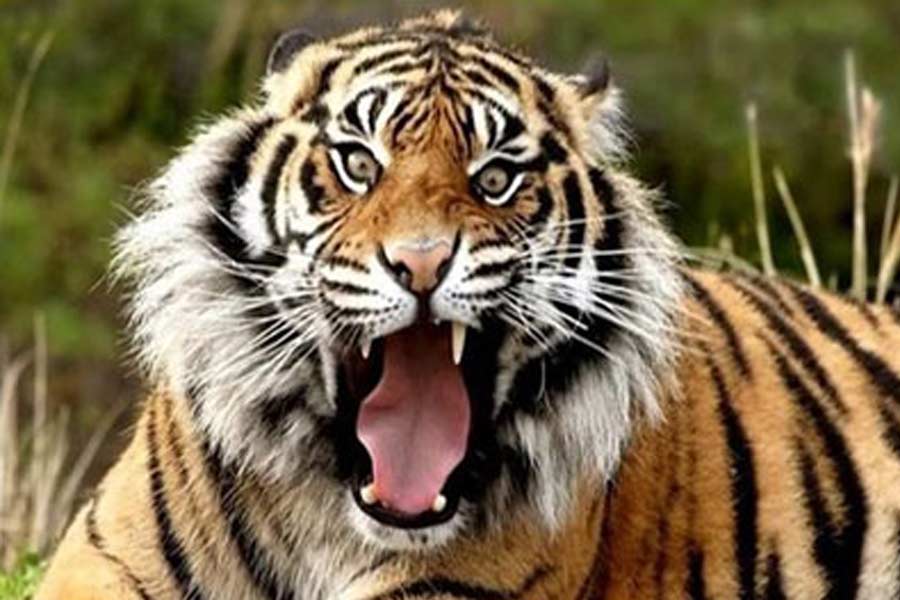 Royal Bengal Tiger spotted in Purulia's Bandoan