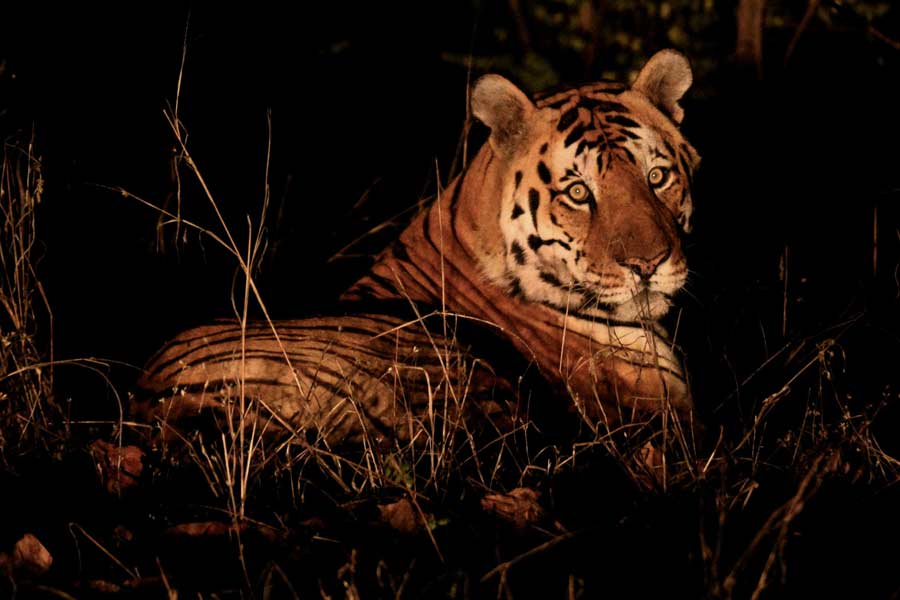 Rumour spreads on movement of another Royal Bengal Tiger around Orissa border near Jhargram after Zinat