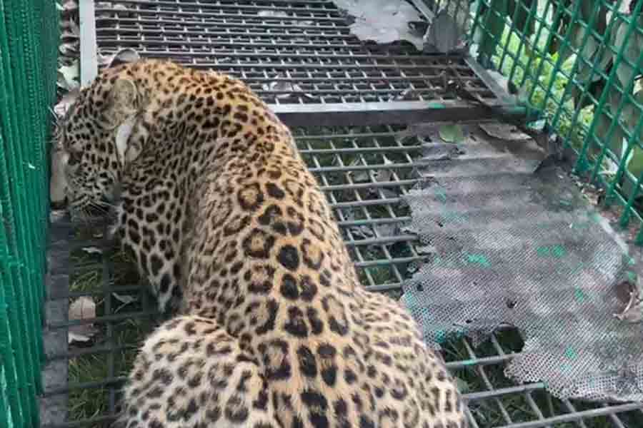 Alipurduar: Leopard captured in Tea garden