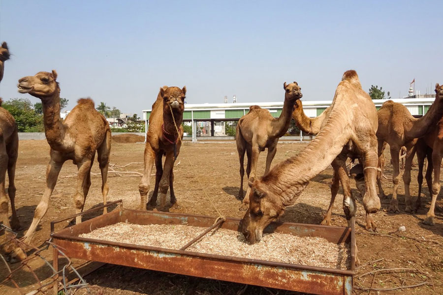 Murshidabad police stopped camel smuggling
