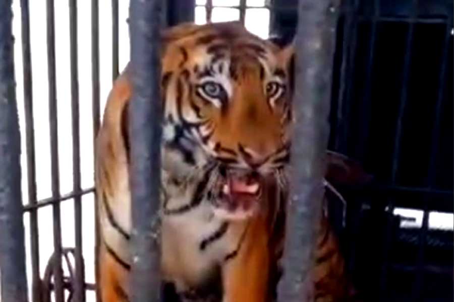 Tigress Jinnat returning to Simplipal