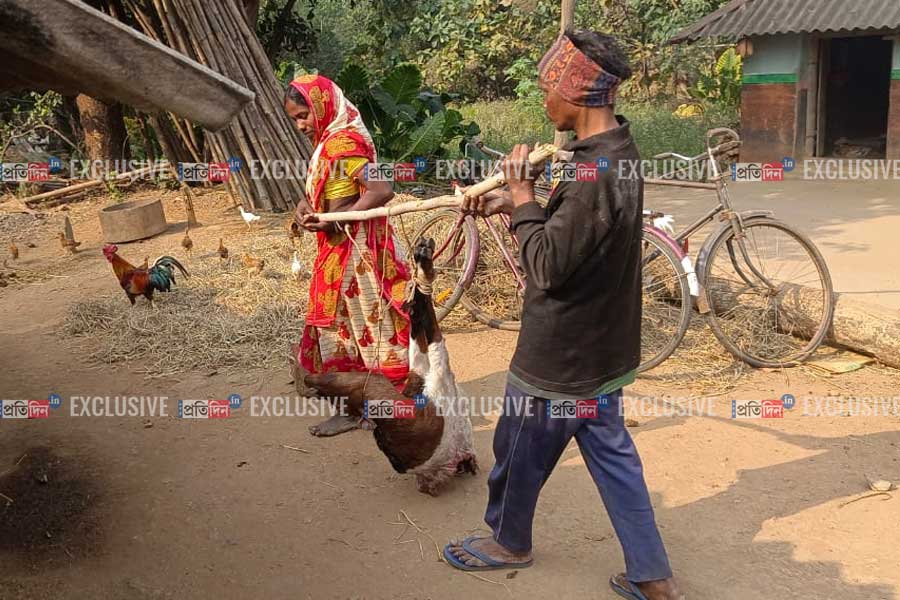 EXCLUSIVE: Royal Bengal Tiger Zeenat is hunting itself in Purulia, forest department fails to capture