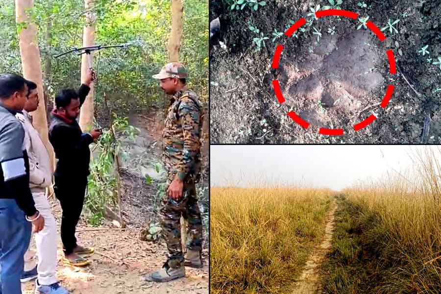 Tigress Zeenat: Royal Bengal Tigress has a new name Ganga & enters into locality of Bankura