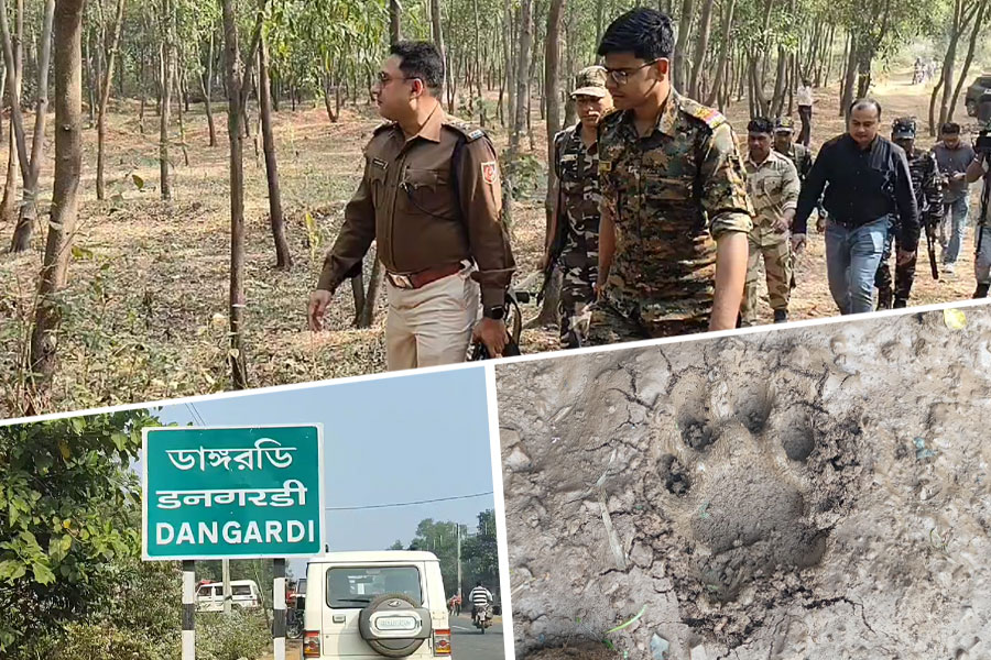 Purulia: Tigress Zeenat takes refuge in the forest of Dangardi close to populated area