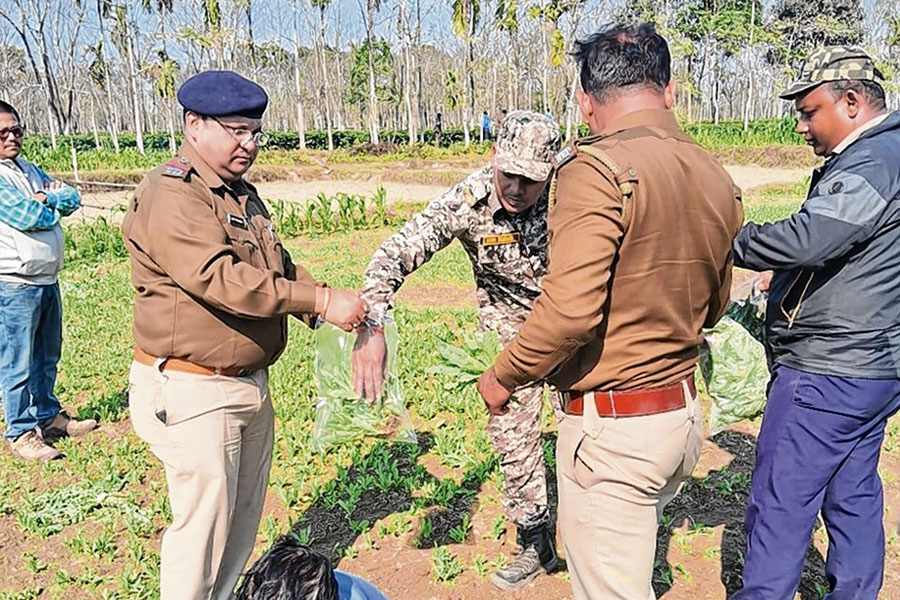 Police stopped illegal poppy cultivation in Alipurduar
