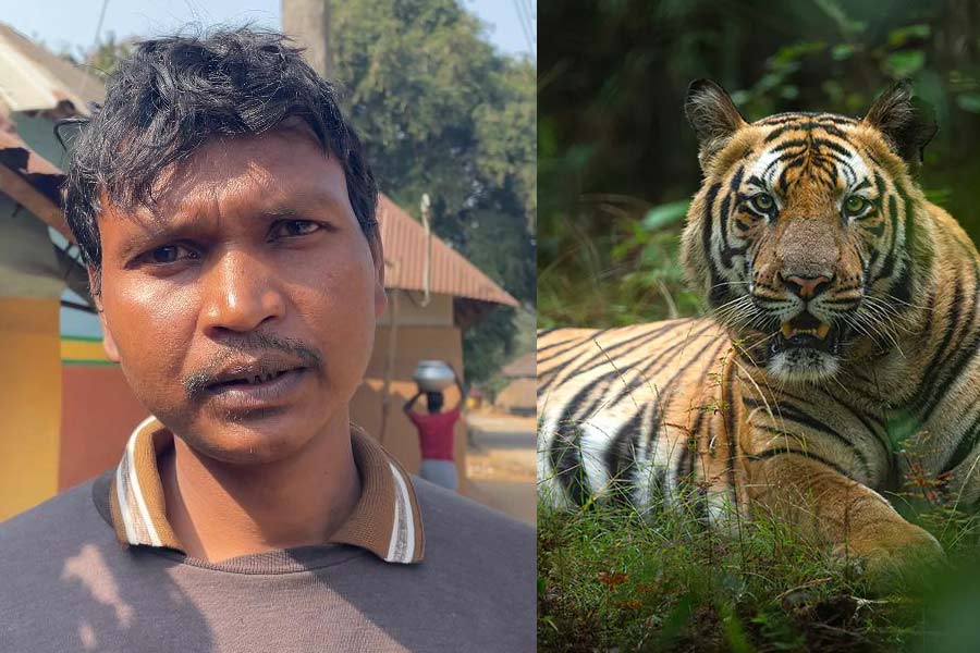 Purulia man shares experience of battling with Royal Bengal Tiger