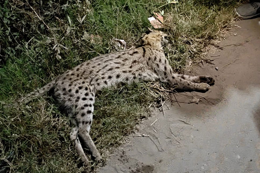 Endangered animal death by reckless car in Hooghly