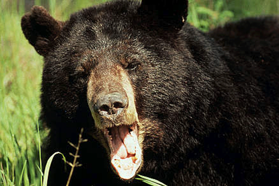 Chilling Video of Sloth Bear Killed Father-Son in Chhatishgarh