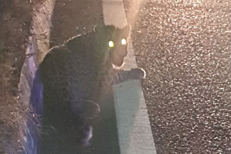 Leopard injured after being hit by car on National Highway in Siliguri