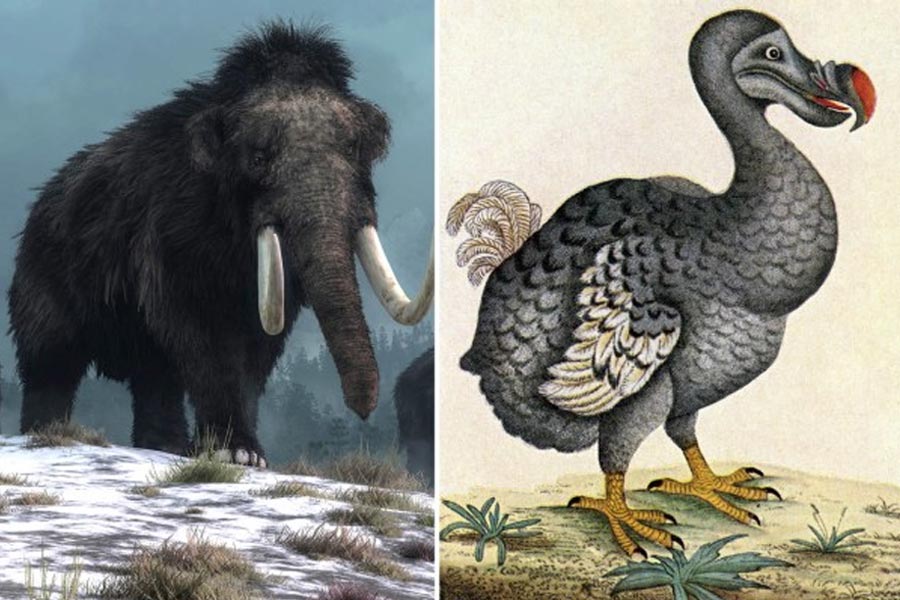 Researchers are trying to bring back Dodo