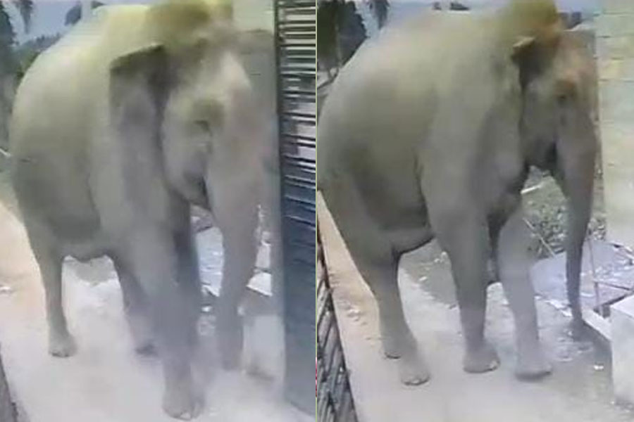 Elephant attack at Malbazar resort