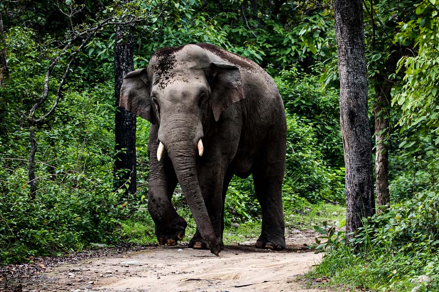 Elephant killed elderly man in Purulia