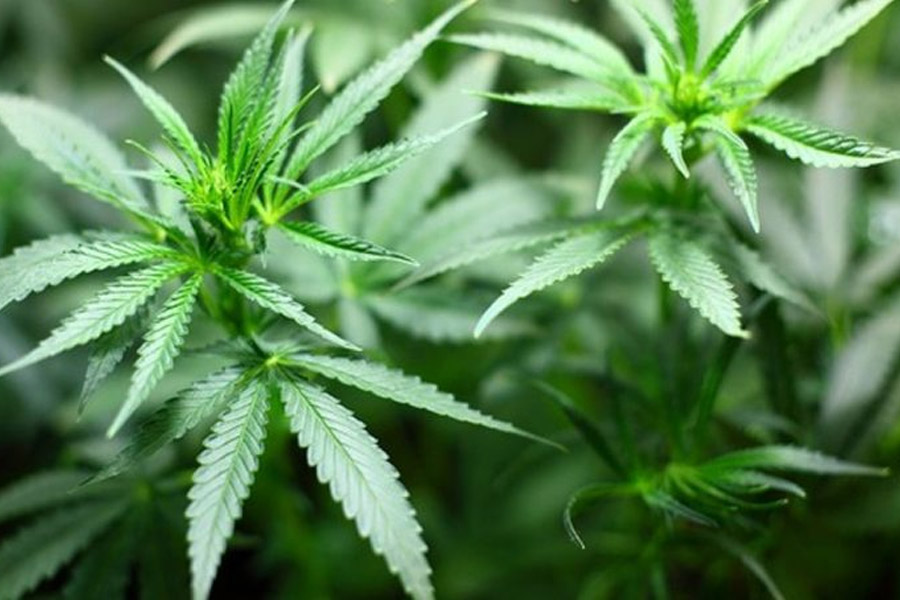 Himachal Pradesh govt approves study on cannabis cultivation