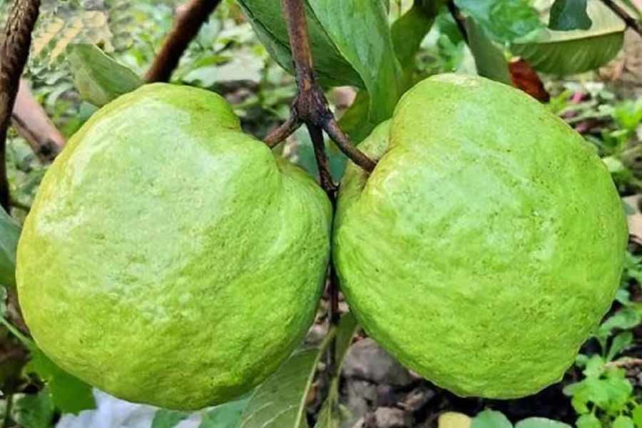 Giant guavas hit markets in Kolkata
