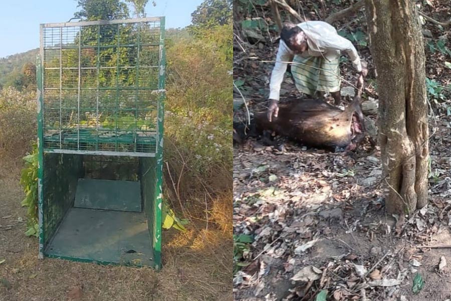 Killing by Royal Bengal Tiger in Bandowan, Purulia! Some people claim that they have seen the animal