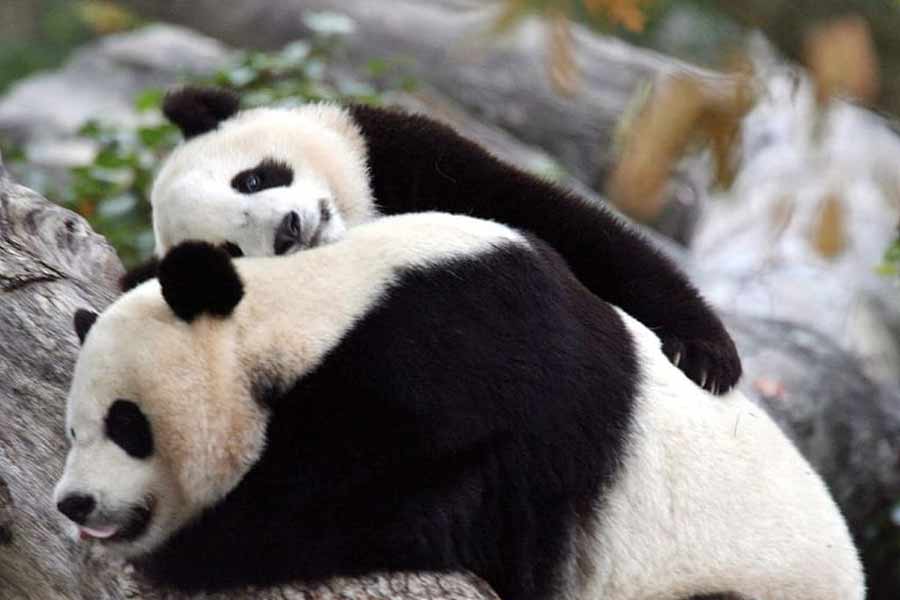 %%title%% %%page%% %%sep%% %%sitename%% Here are some benefits of Panda parenting