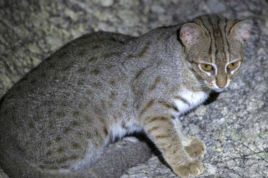 Rusty-Spotted-Cat