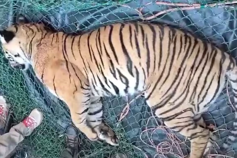Kerala's man eater tiger found dead outside of jungle with injuries