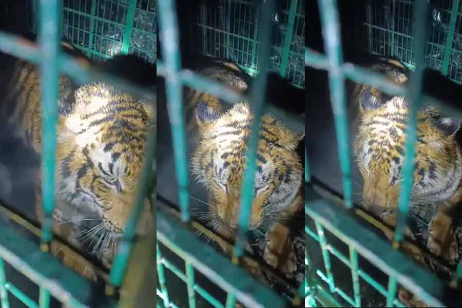 Royal Bengal Tiger caged at Maipit