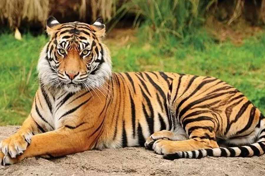 Fear of the tiger in Kultali