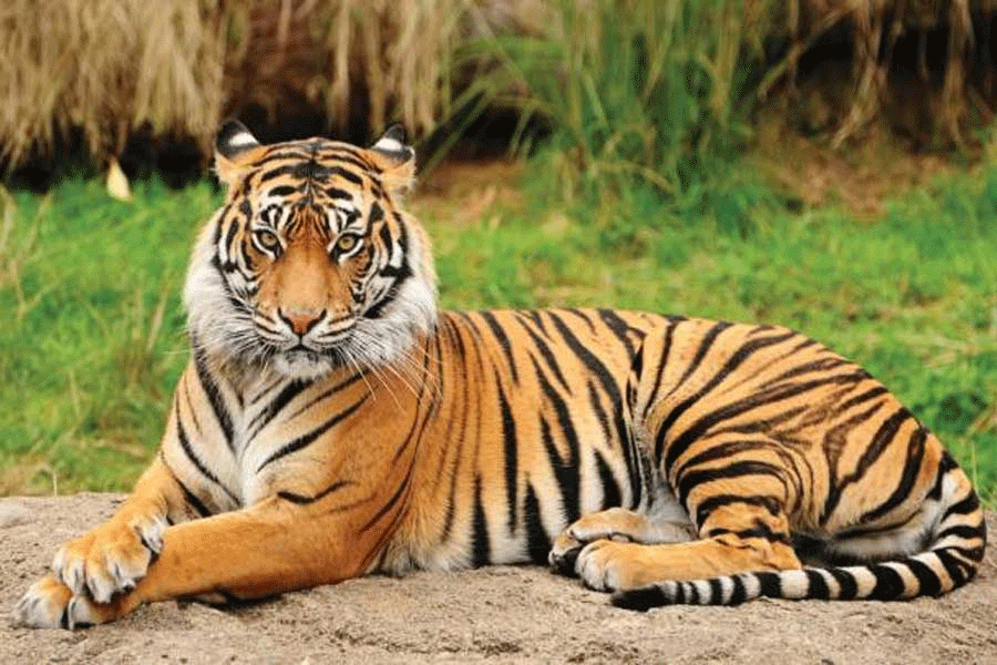 Editorial on Animals in world literature