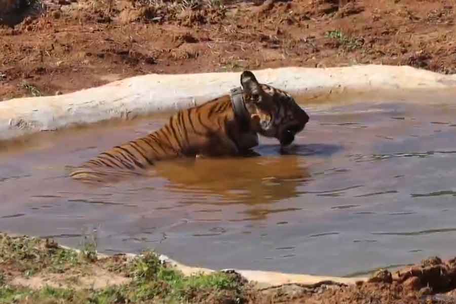 Tigress-Zeenat