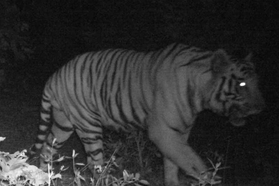 Partner tiger of Zeenat went to Chhattisgarh alongwith Palamou