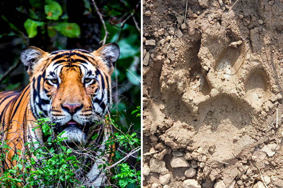 Forest department hints to stop search operation for Royal Bengal Tiger