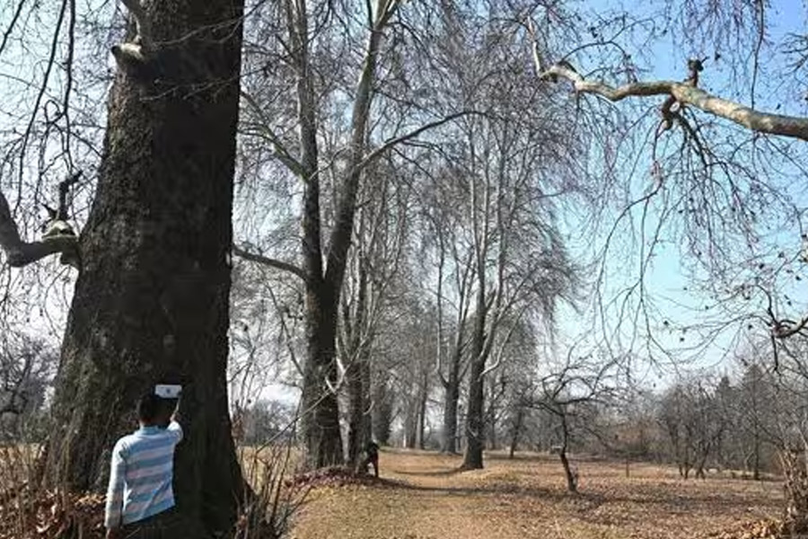 Geo tagging, AADHAR like numbers for Chinar tree in Kashmir