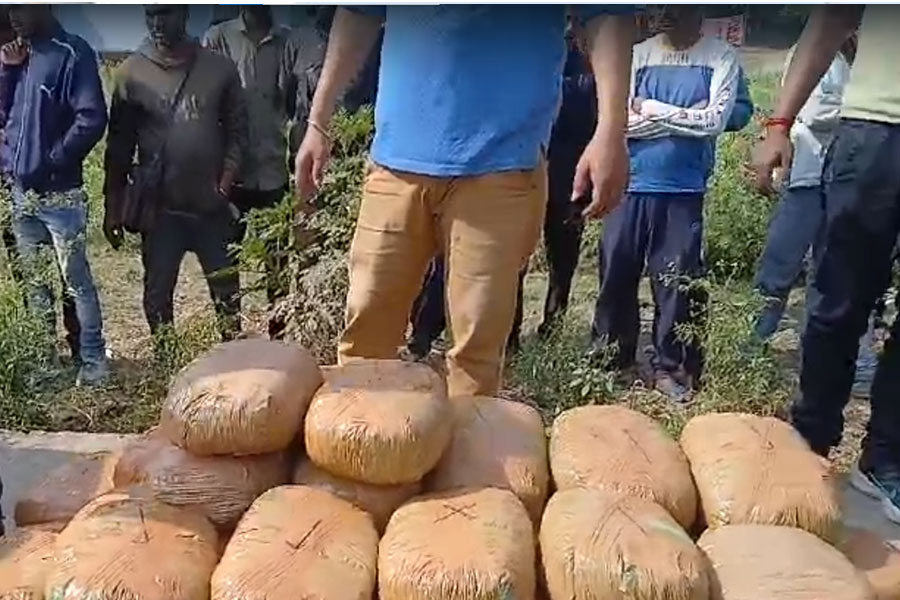 130 kg marihuana found from Krishnanagar, 2 arrested