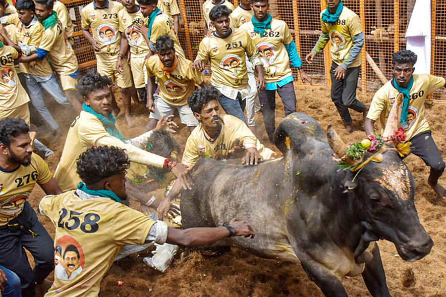 At least 7 died, over 400 injured in Tamil Nadu jallikattu
