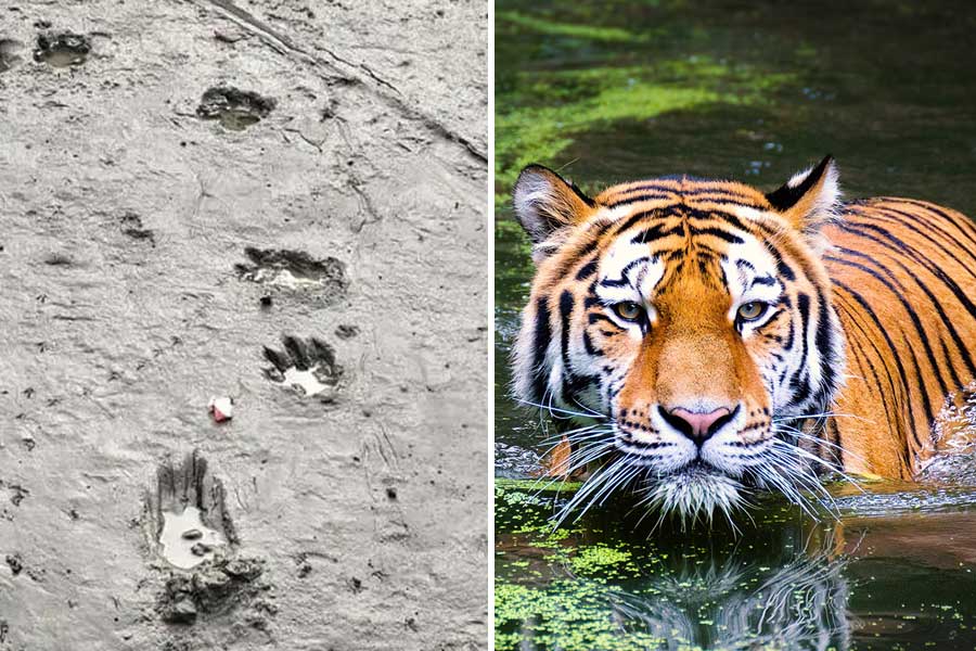 A tiger that wandered into human territory from Ajmalmari forest safely returned