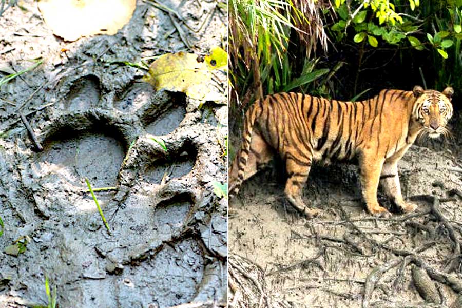 A tiger wandered into human territory in Maipit