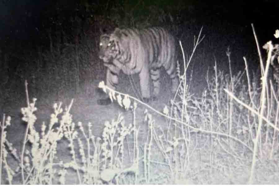 Jinaat Friend Royal Bengal Tiger left Bengal border