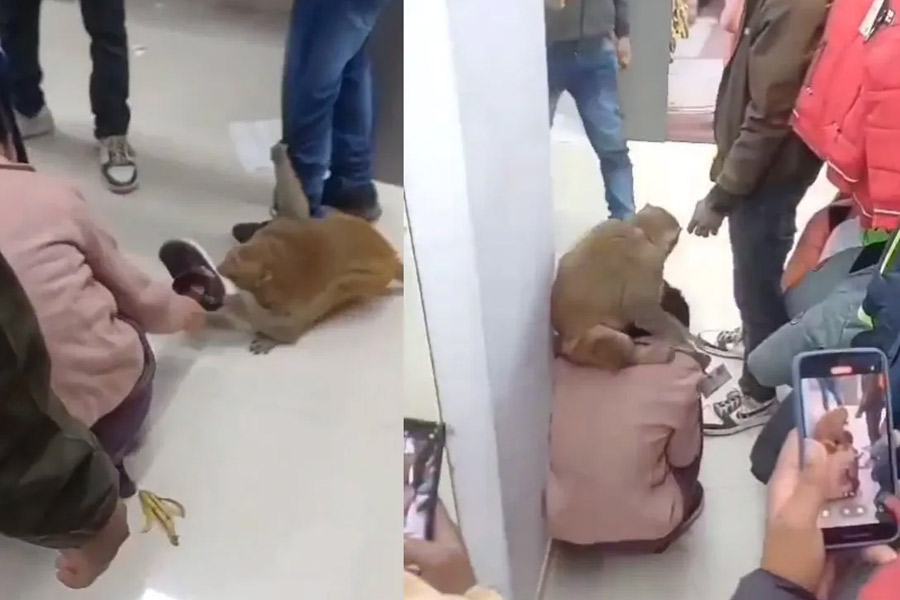 Monkey made chaos at UP shopping mall, video goes viral