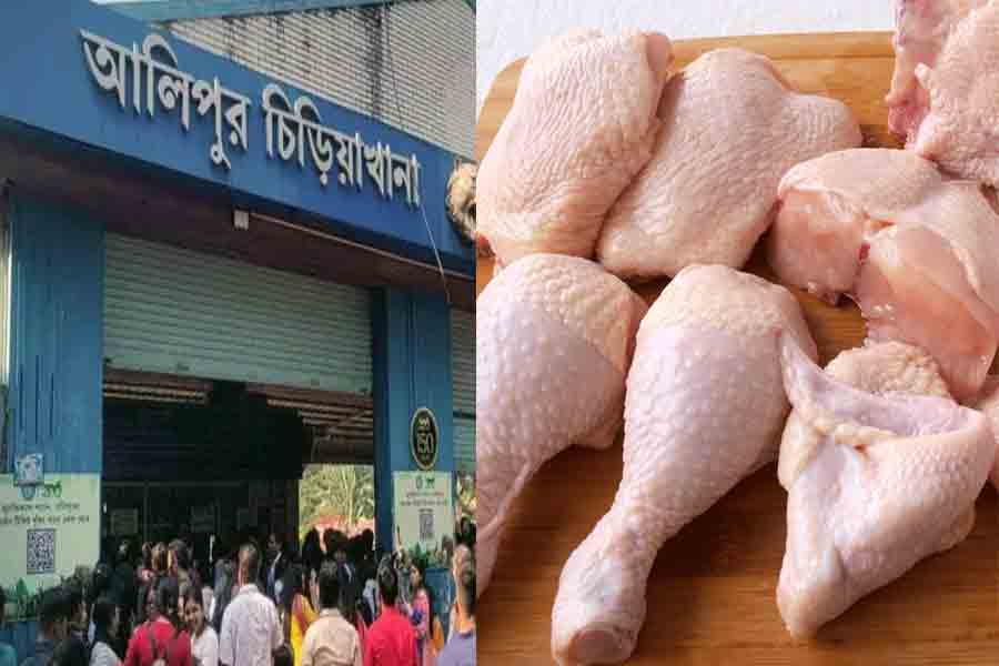 Chicken not allowed to Alipore Zoo in fear of Bird Flu