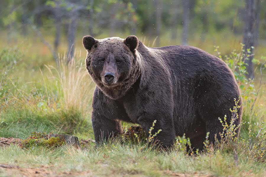 Bankura's bear released in Jhargram zoological park