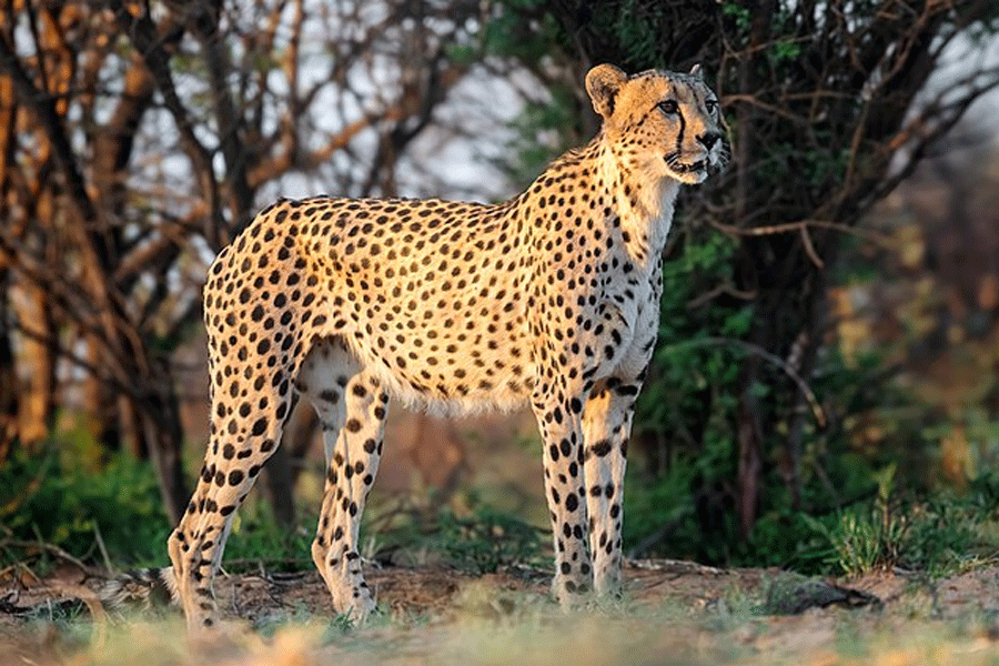 5 More Cheetahs To Be Released At Kuno National Park