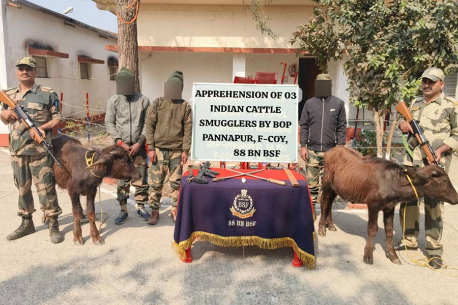 BSF nabbed cattle smuggling in Malda border and four arrested in disguise of jawans