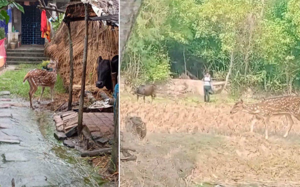 সুষ্ঠু বাস্তুতন্ত্রের উপহার! গৃহপালিত পশুর সঙ্গে বন্য হরিণের সহাবস্থানের বিরল দৃশ্য পাথরপ্রতিমায়