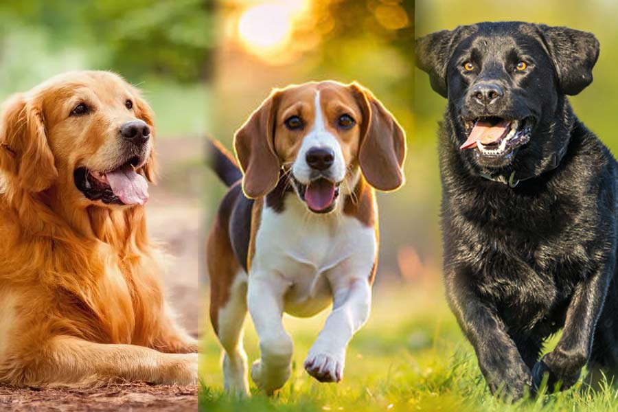 Like humans dog can donate blood? Here is your answer