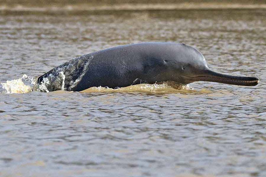 Swimmers are happy to see increasing number of gangetic dolphins into Bhagirathi river