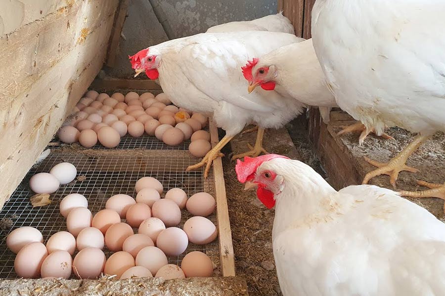 West Midnapore won first position to produce Chicken and eggs in West Bengal