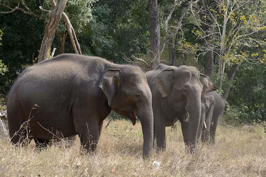 Three devotees killed, two injured in elephant attack on way to temple in Andhra Pradesh